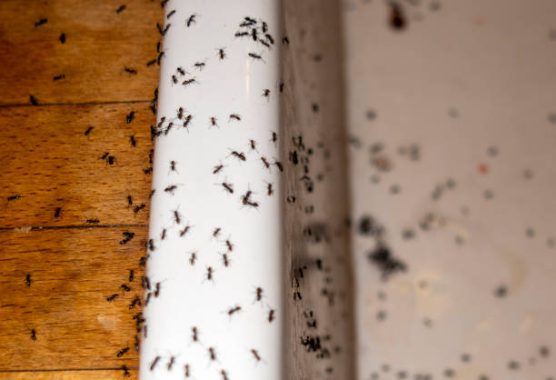 Best Affordable Pest Control Services  in Troy, AL