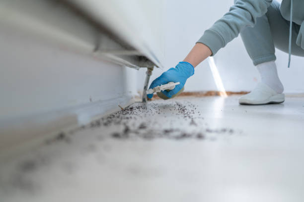 Best Spider Control Near Me  in Troy, AL